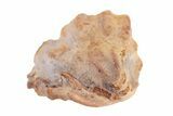 Bargain Enrolled Trilobite (Ditomopyge) Fossil - Oklahoma #275319-1